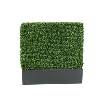 4′ Boxwood Hedge in Rectangle Planter