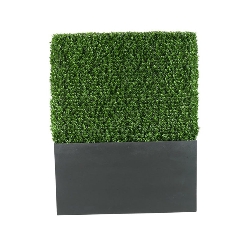 5′ Boxwood Hedge in Rectangle Planter